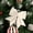 White, variant on Fwttom 2 Pcs Velvet Bows For Christmas Tree, Christmas Tree Decorations Pearl Cottons Gold Powder Christmas Tree Bows, Cororful Christmas Bows for Holiday Party & Tree Ornaments, 5.9 x 4.7 Inches