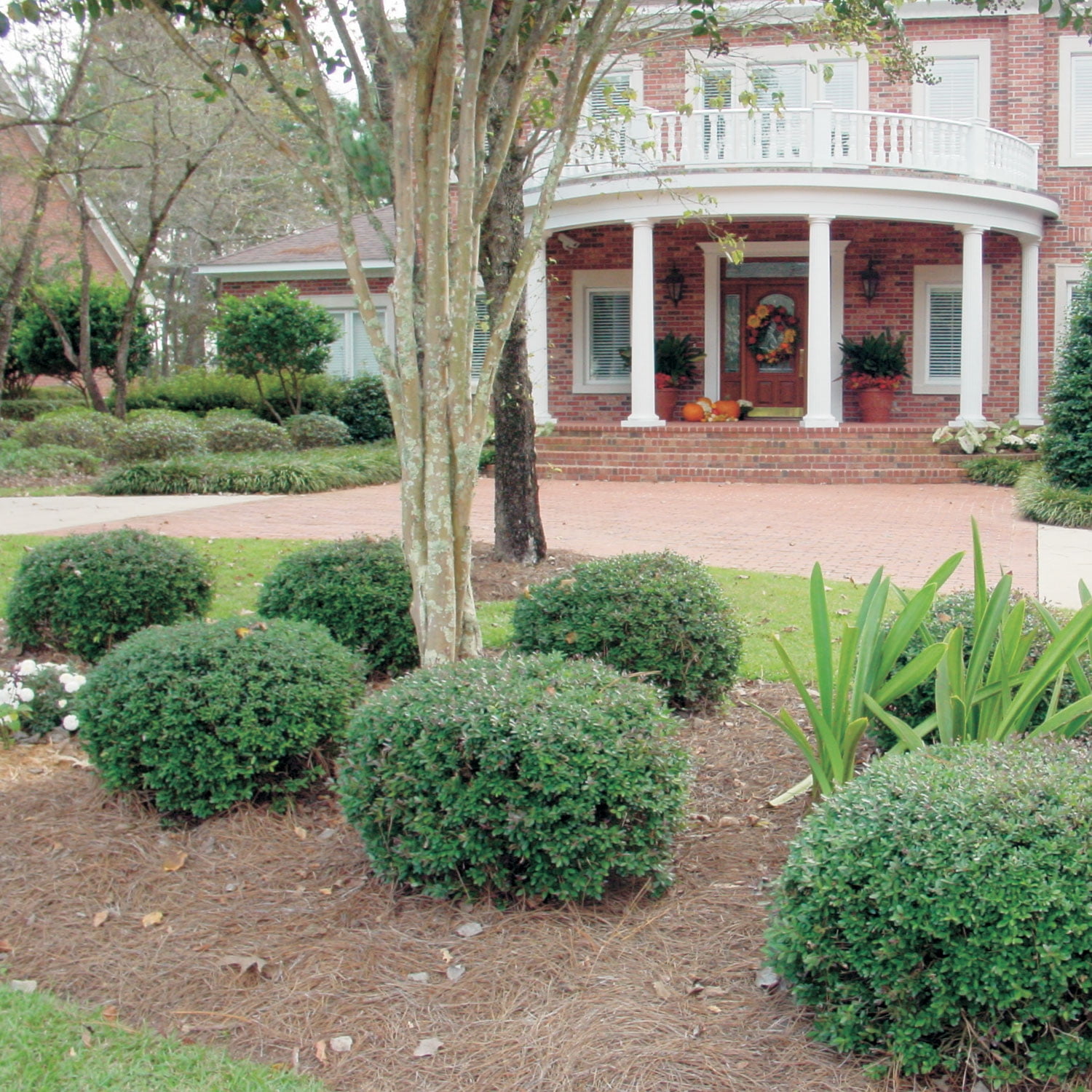 Expert Gardener Bordeaux Dwarf Yaupon Holly (2.5 Gallon) Compact Evergreen Shrub with Red-Hued Winter Foliage