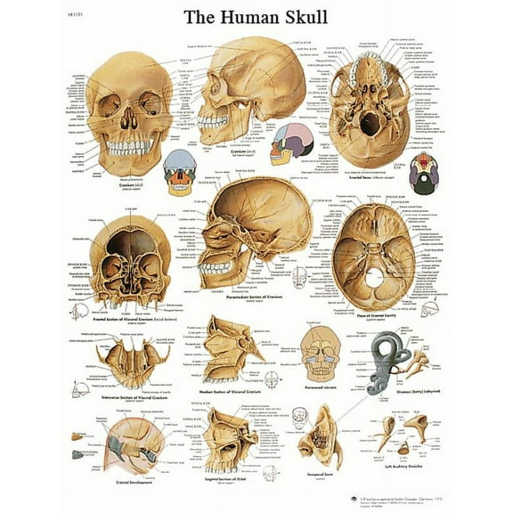The Human Skull Laminated Anatomical Chart