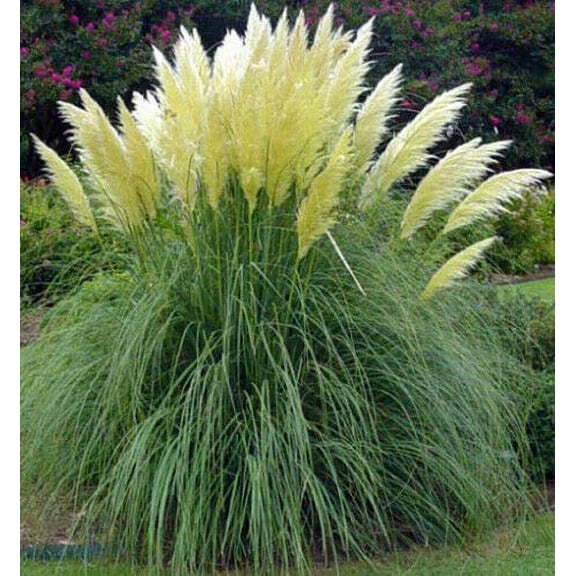 White Pampas Grass 50 Seeds - Cortaderia Selloana Grass Seed, Ornamental Grass Heirloom Flower Seeds, Feathery Blooms Garden Seeds, Flower Seeds for Planting