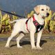 thumbnail image 2 of Arnés para perros sin tirones, arnés reflectante para perros, arnés ajustable para mascotas con 2 clips para correa, arnés para perros con asa (negro), 2 of 7