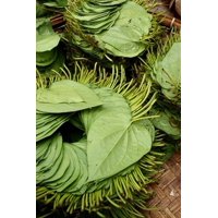 Betel Leaves (8 x 10)