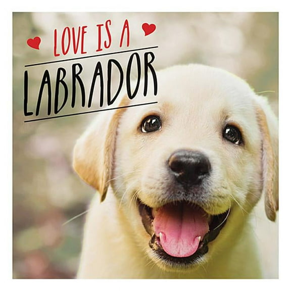 Love Is A Labrador : A Lab-Tastic Celebration of the World's Favourite Dog (Hardcover)