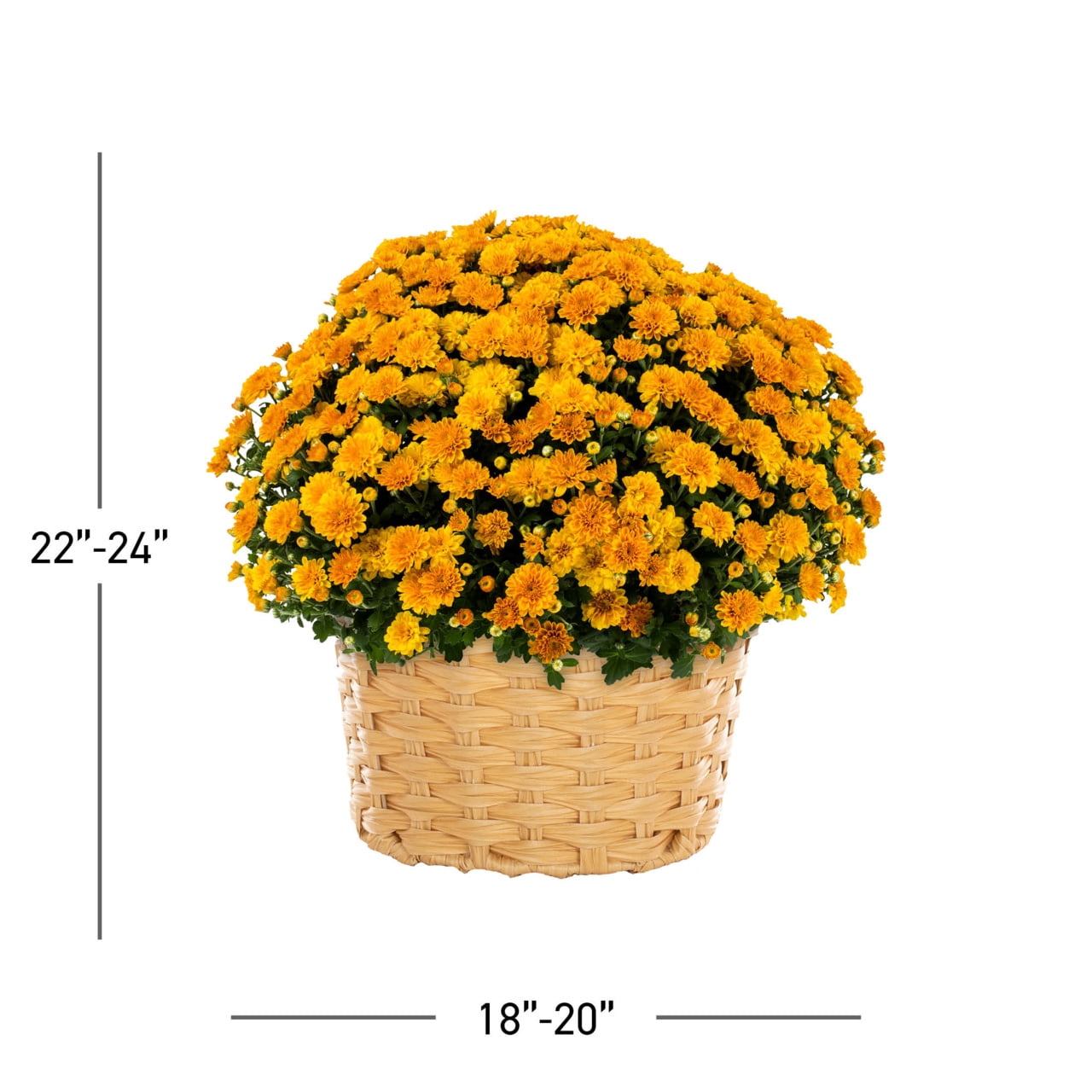 Better Homes & Gardens 2.5G Orange Garden Mum Live Plant in Woven Bushel Basket