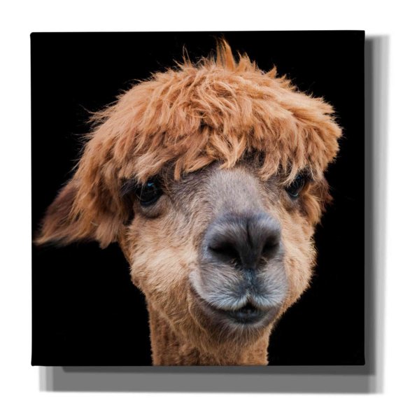 Epic Graffiti 'Hippy Lama' by Epic Portfolio Giclee Canvas Wall Art, 37"x37"