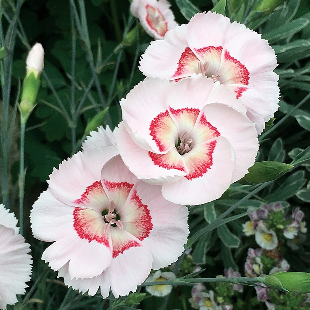 Peach Pie Dianthus Garden Pinks Very Fragrant Quart Pot