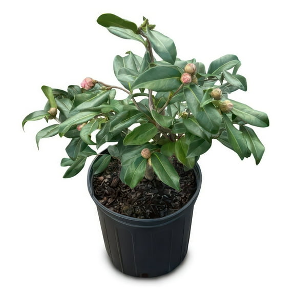 National Plant Network 3 gal. Camellia Red Twister Shrub