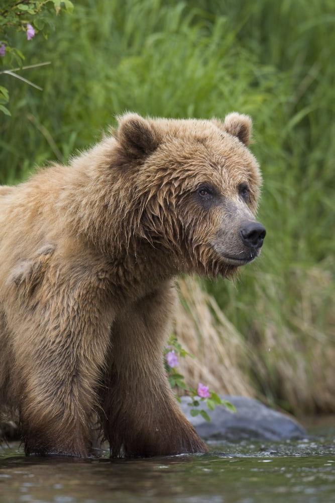 View Of Brown Bear Standing Near The Shore Of The Russian River Kenai Peninsula Southcentral Alaska Chugach National Forest Kenai National Wildlife Refuge Summer Canvas Art - Milo Burcham Design Pics