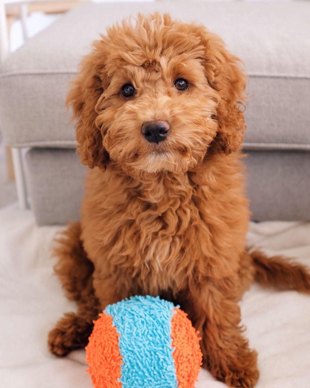 Chuckit! Indoor Ball Fetch Plush Ball Dog Toy