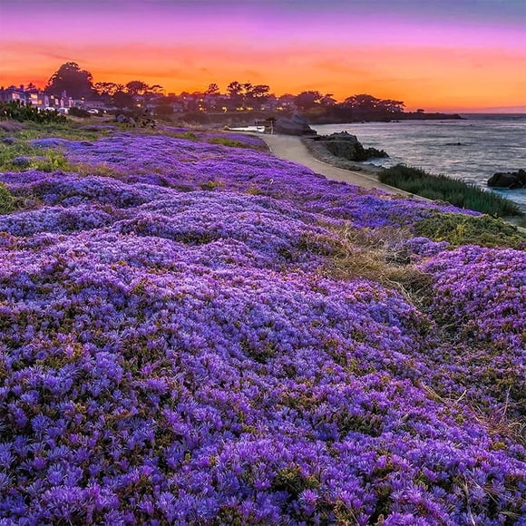 HIGHGW Creeping Thyme Seeds, Purple Ground Cover Plants, 20000 Pieces, Perfect for Garden Pathways and Rock Gardens