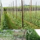 thumbnail image 4 of Resistencia a la corrosión Red para trepar plantas, Red para jardinería, Clavel de alta resistencia o Cultivos de hortalizas Verduras para vid Cultivos de hortalizas Flores ANGGREK CF3112, 4 of 8