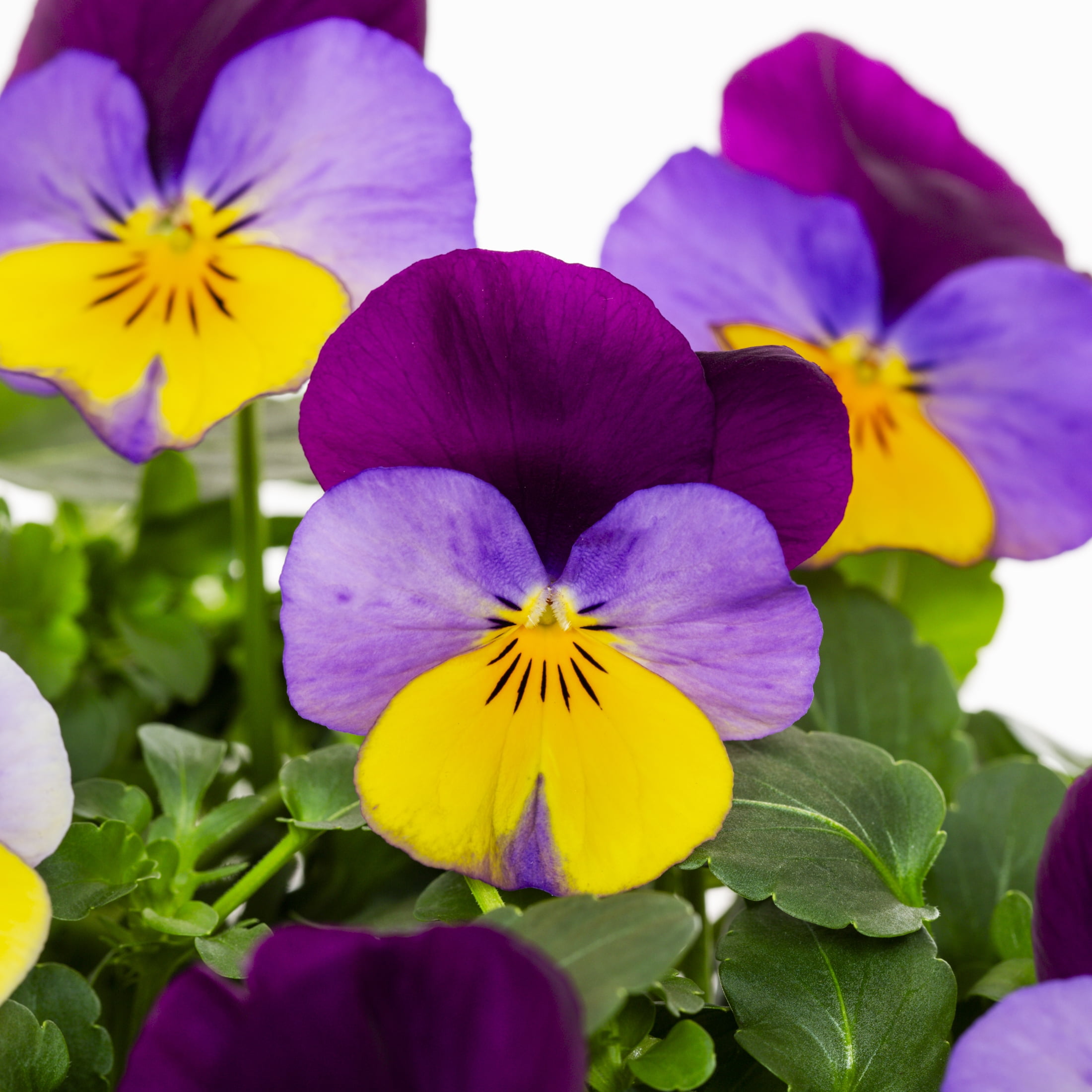 Better Homes & Gardens 2QT Purple Yellow Pansy Live Annual Plant Sun 3-Pack