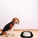 thumbnail image 4 of Mantel Individual para Perros Mascotas con Bordes Levantados Antiderrames Mantener Suelos Limpios Mantel Individual para Perros a Prueba de Fugas, 4 of 6