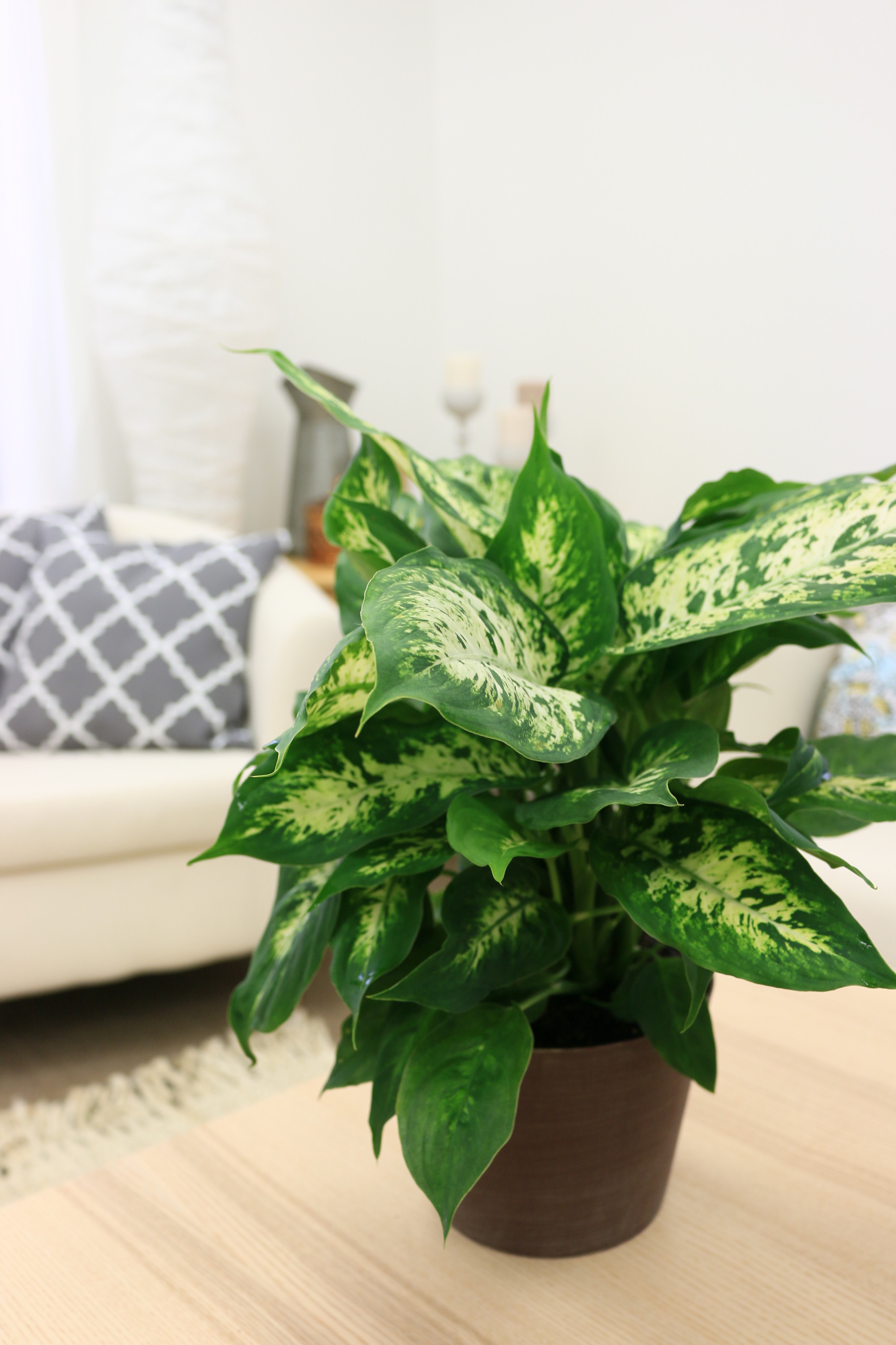 Costa Farms Live Indoor 12in. Tall Multicolor Dieffenbachia, Indirect Sunlight, Plant in 6in. Grower Pot - image 4 of 10