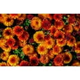 thumbnail image 4 of 50 Tricolor DOUBLE PAINTED DAISY Chrysanthemum Carinatum Tanacetum Dunetti Mixed Colors Flower Seeds, 4 of 7