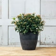 thumbnail image 3 of Root & Vessel Dolce Round Planter, Black, 12", 3 of 5