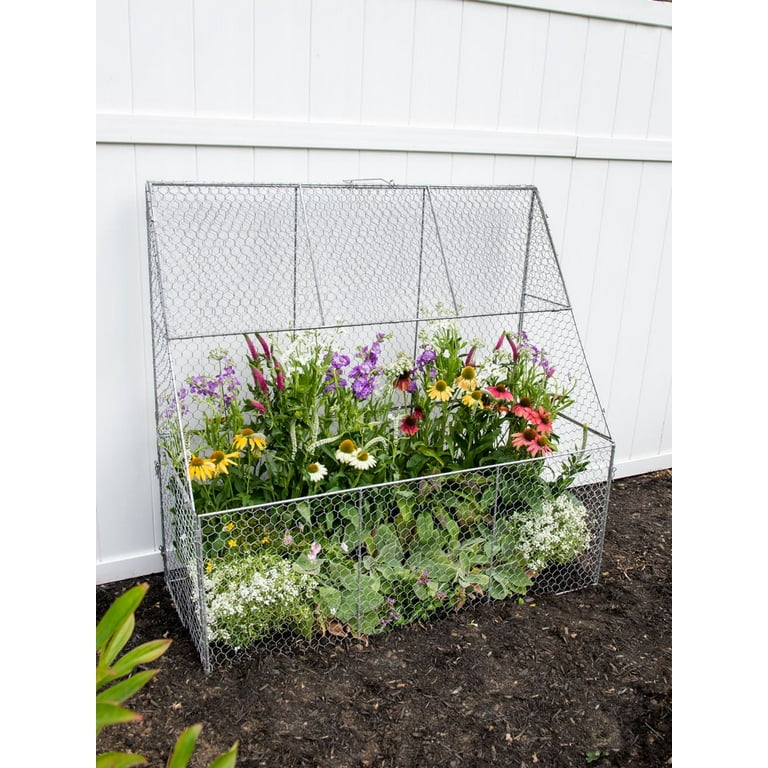 dichondra plant Dichondra 'Silver Falls' — Green Acres Nursery & Supply main image 1