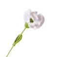 thumbnail image 3 of Clavel de ganchillo, flores de ganchillo hechas a mano, exquisita flor de clavel tejida a mano, acabado estético para decoración del hogar y la Oficina, 3 of 6