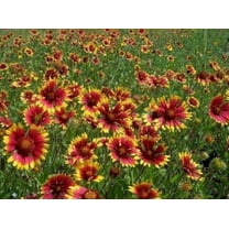 Gaillardia Indian Blanket Nice Garden Flower BULK 7,000 Seeds