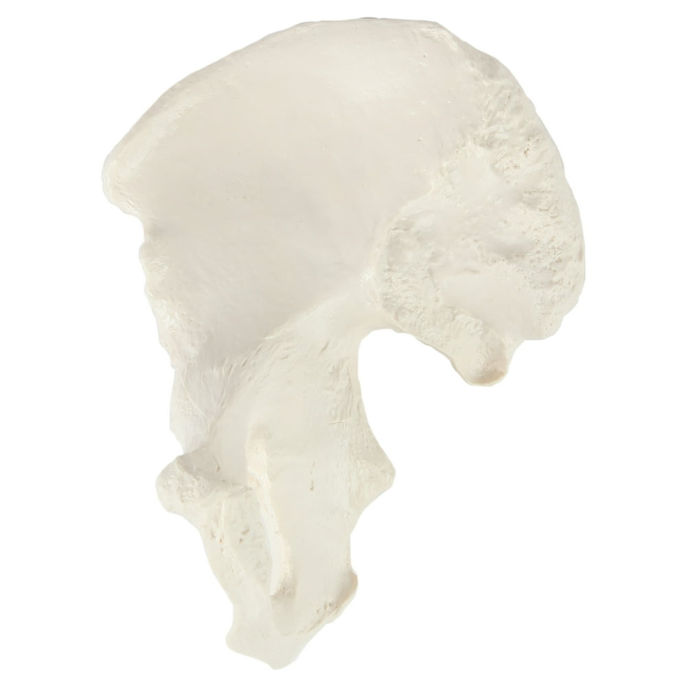 Axis Scientific Right Hip Bone Model Life Size Human Coxal Bone