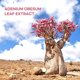 thumbnail image 3 of TREEANNSEA Mist de Rosa del Desierto Duna de Arena 100 ml, 3 of 5