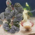thumbnail image 4 of TEHAUX Planta Artificial Multicolor Con Profesional Para De Acuarios Y Reptiles, 4 of 7