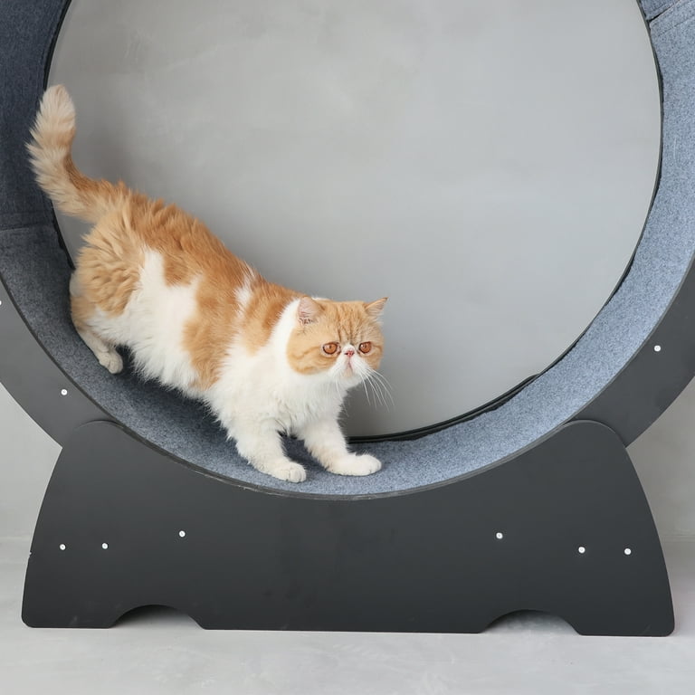 RYPetmia 35 Indoor Cat Exercise Wheel PVC Board Kitty Treadmill with Brake Black Walmart