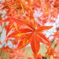thumbnail image 4 of Maple Tree Artificiel, Décorations d'Automne Maple Tree Prééclairées 4/5/6 Pi avec pot pour Intérieur Extérieur Récolte d'Automne Halloween Action de Grâce, 4 of 6