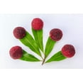 thumbnail image 2 of Yumberry Tree Seeds for Planting (10 Seeds) - Yang-mei Tree, Myrica rubra, Exotic Bayberry, 2 of 3