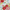 Sweet Rose, variant on The Pioneer Woman 27-inch Hardside Checked Luggage, Fancy Flourish