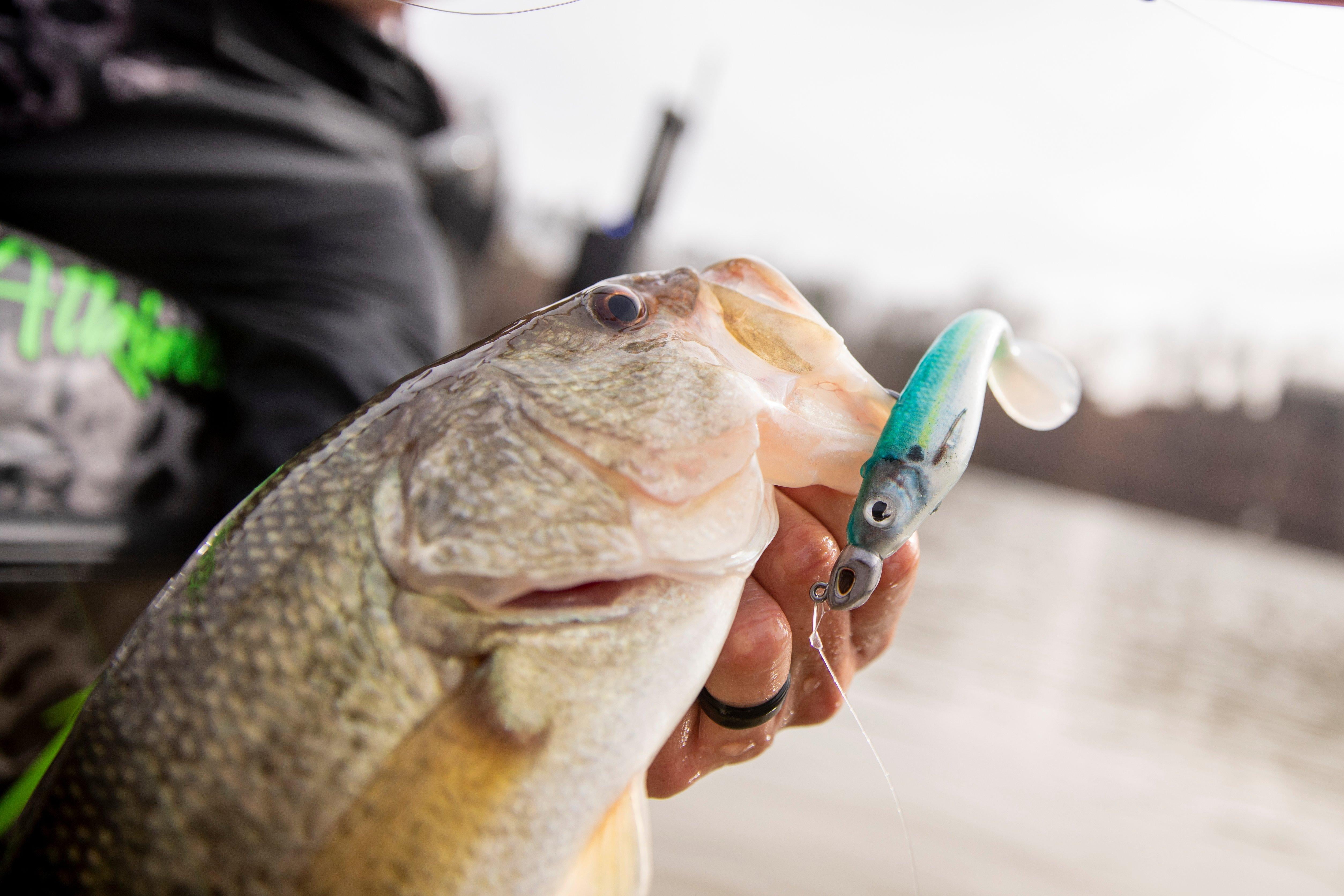PowerBait® Hollow Belly