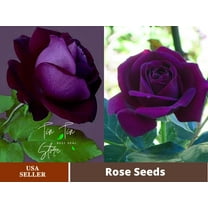 30 Rare seed | Dark Purple Rose Perennial Flower Seeds#1085 | BUY 4 GET 1 FREE|
