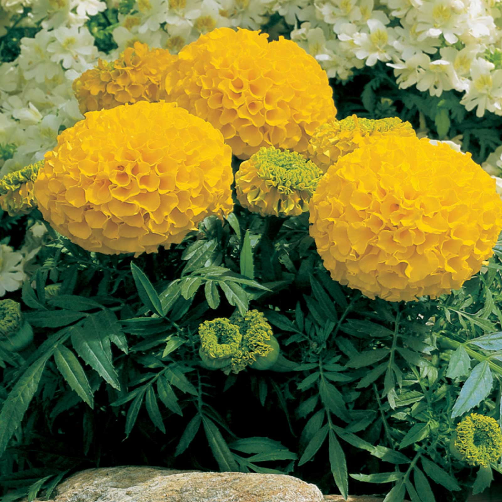 African Marigold Flower Garden Seeds Antigua Series F1 Gold 1000