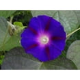 thumbnail image 4 of Morning Glory Grandpa Ott Flower/Annual/Full Sun/200 Seeds 1/4 oz/Zellajake Farm and Garden - B178, 4 of 5