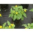 thumbnail image 6 of 3x25ft Weed Control Fabric Planting Holes - Ground Cover Weed Barrier - Eco-Friendly for Vegetable Garden Landscape(Dia 6",3 Row), 6 of 8