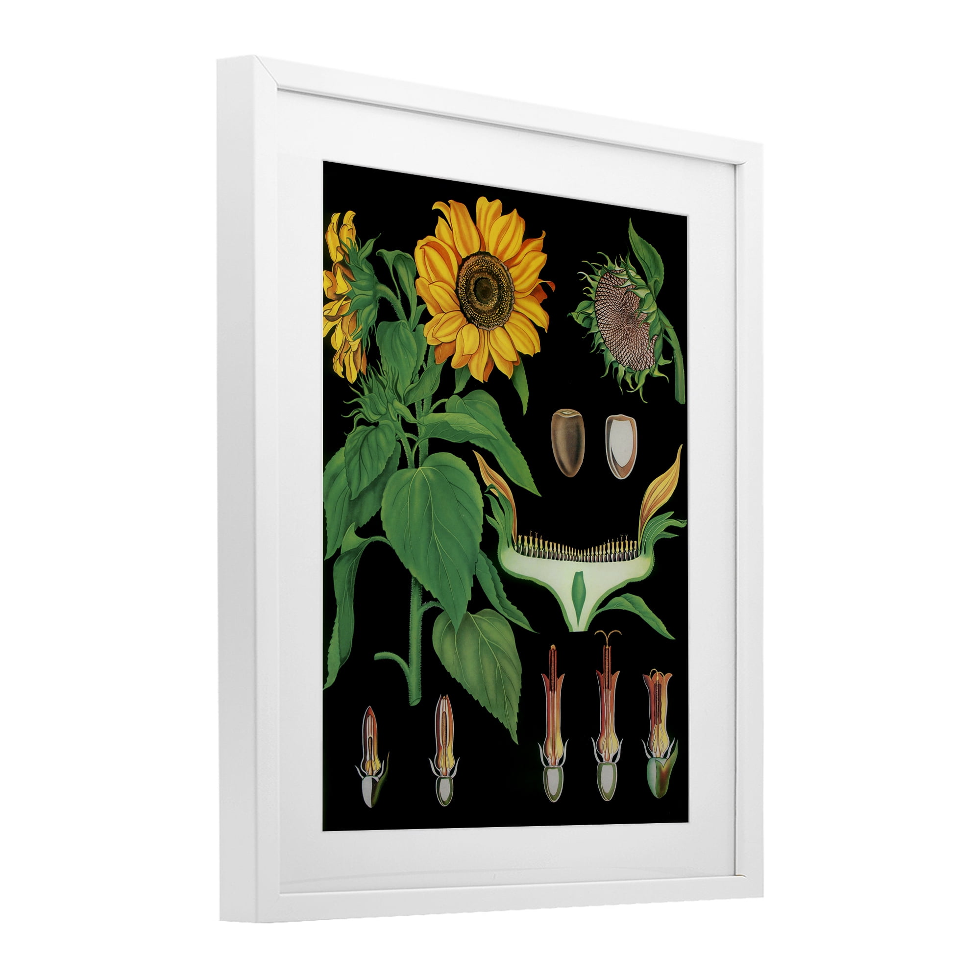 Stupell Industries Sunflower Bulb Illustrations White Framed Print Under Glass, design by Vintage Hustle