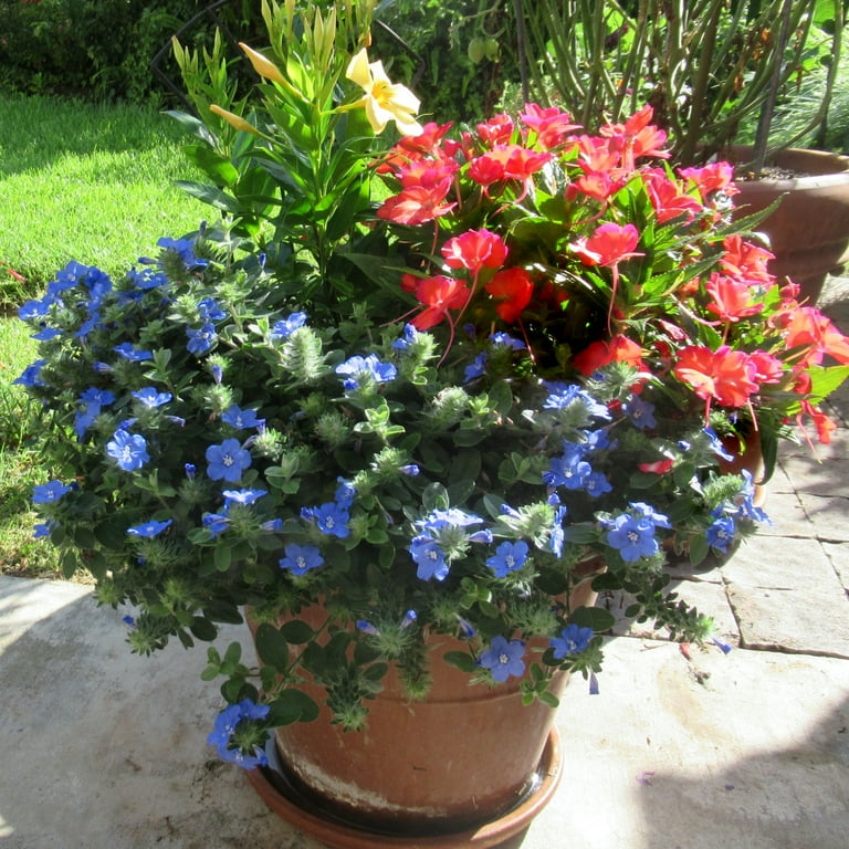 4 in. Evolvulus Beach Bum Blue Live Annual with Full Sun in Grower