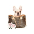 thumbnail image 2 of Amanda Greenwood 17x24 Gold Ornate Wood Framed with Double Matting Museum Art Print Titled - Fashion Bag with Frenchie, 2 of 4
