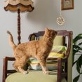 thumbnail image 4 of FRCOLOR Kitten Teasing Toy BiteResistant Cat Toy in Assorted Colors for Pet Use Made of Synthetic Material,4.72"X2.17"X2.17", 4 of 5