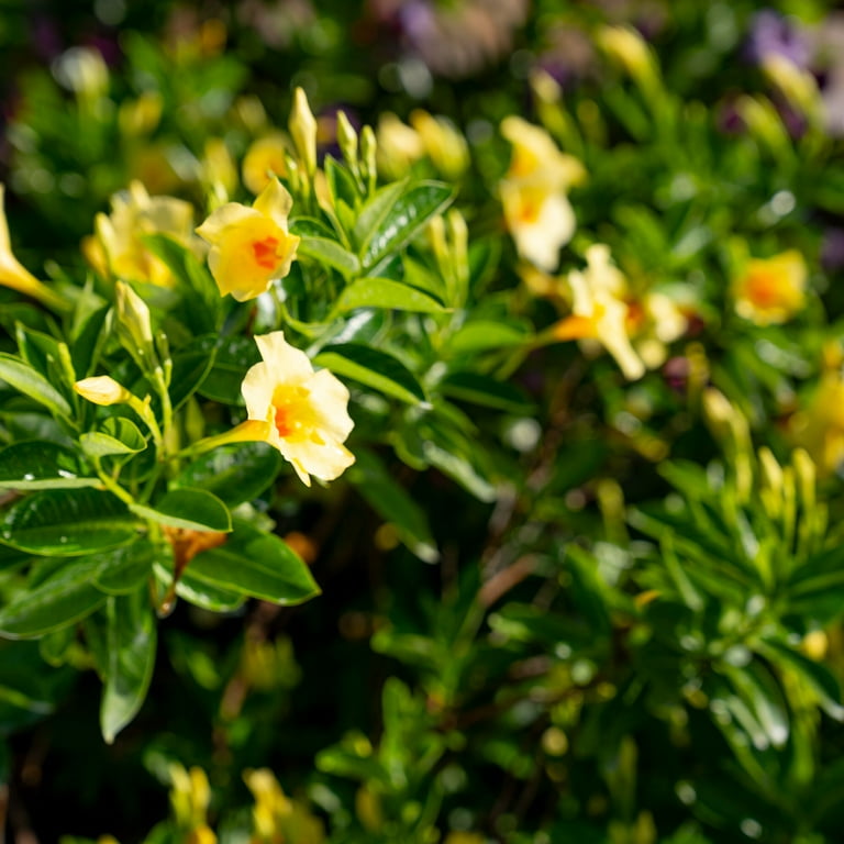 Island Blooms Live Outdoor Yellow Mandevilla in 1.5 Pint Pot