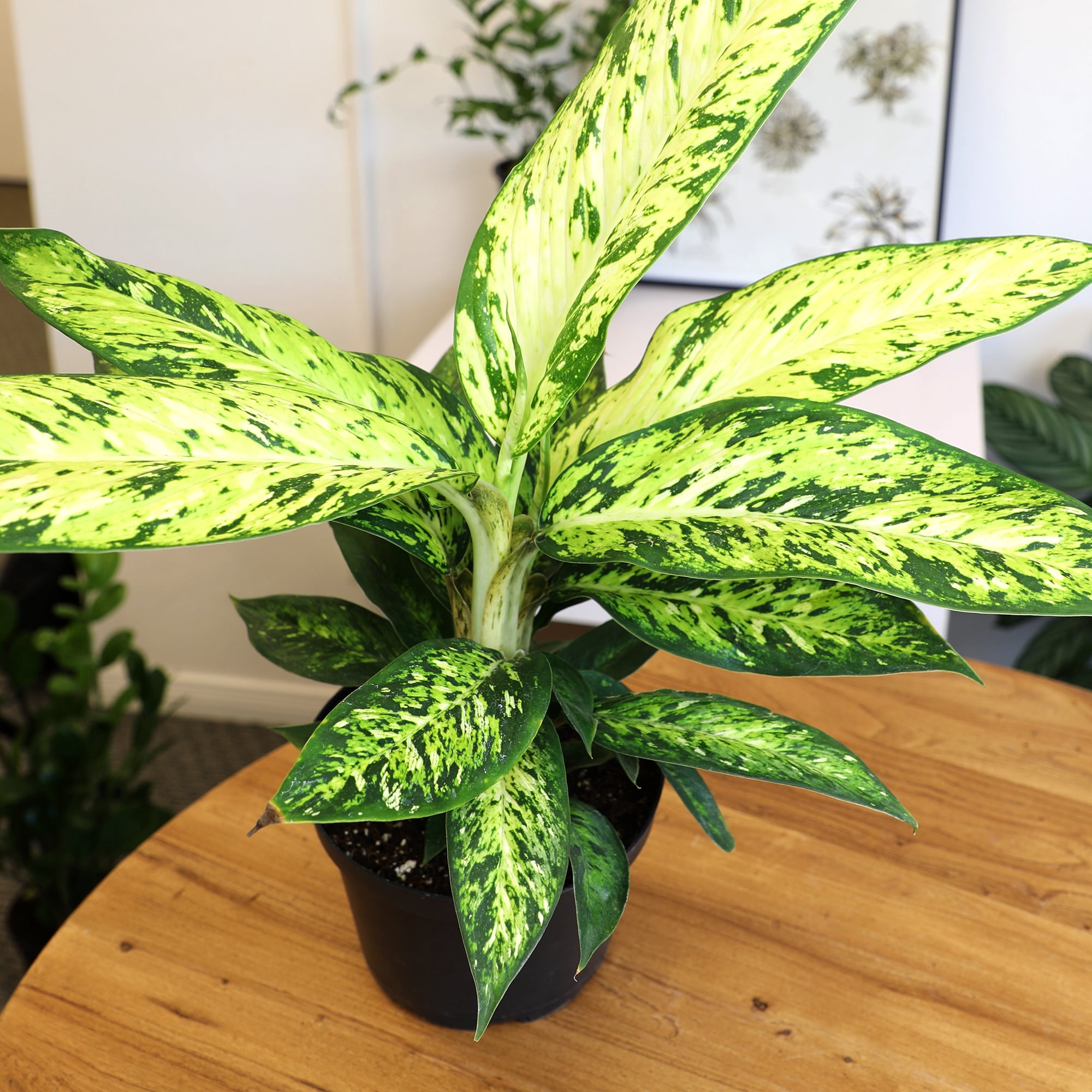 Expert Gardener Star Bright Dumb Cane, 6in. Houseplant Pot, Easy Care Live Plant, Indirect Sun