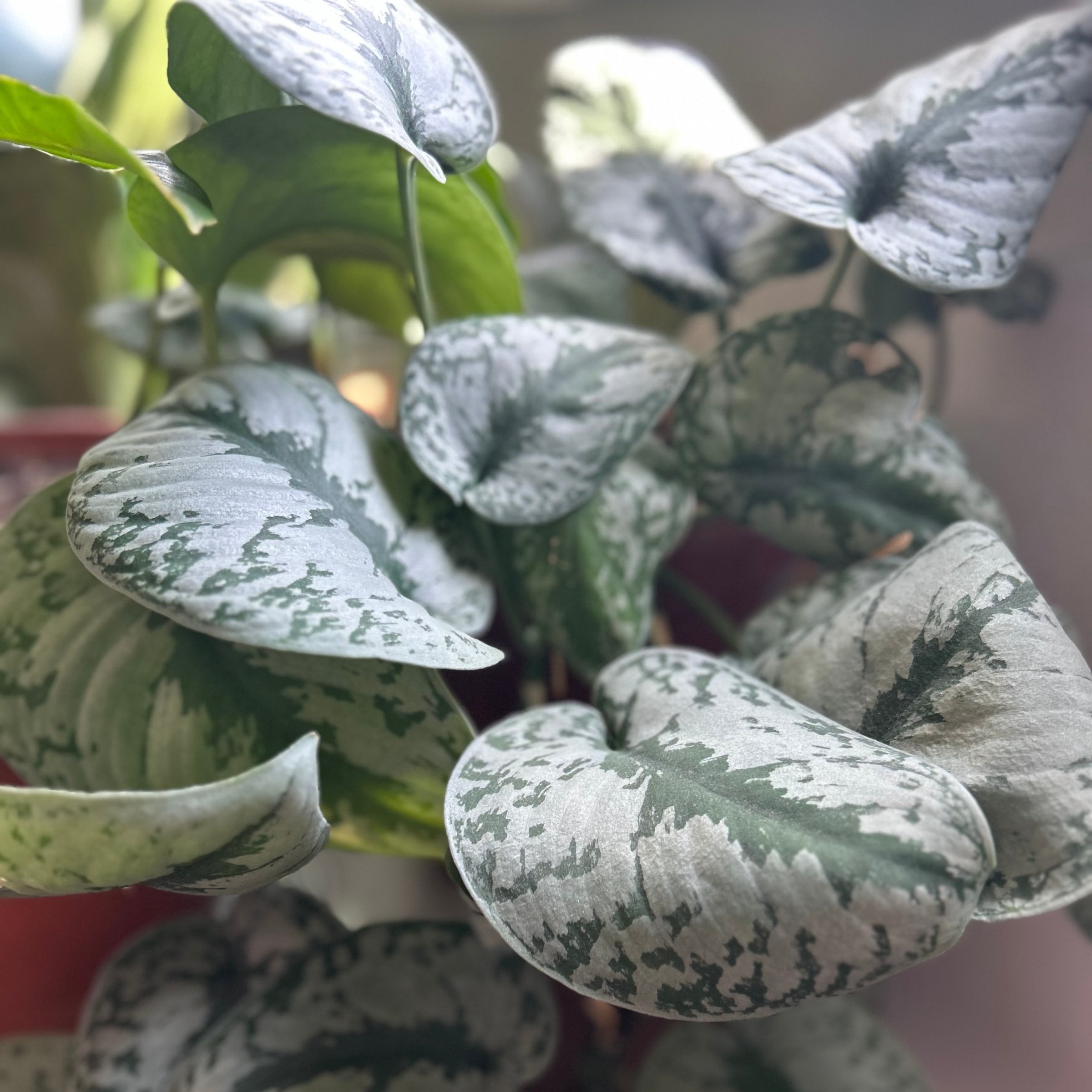 National Plant Network 5.5 in. Pothos Silvery Ann