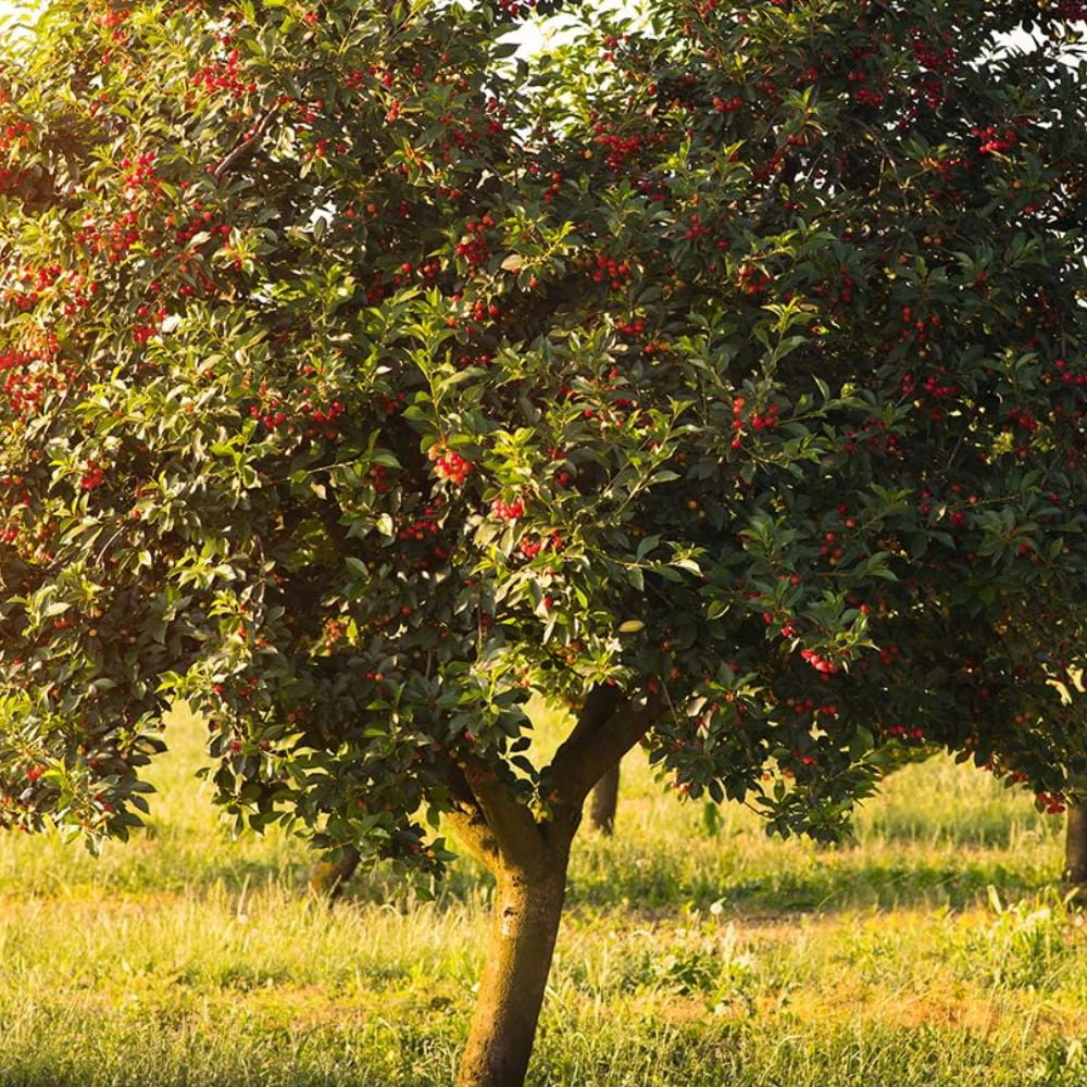 Expert Gardener 2-3 ft. tall Santina Fruiting Cherry Live Tree in 5-Gallon Grower Pot