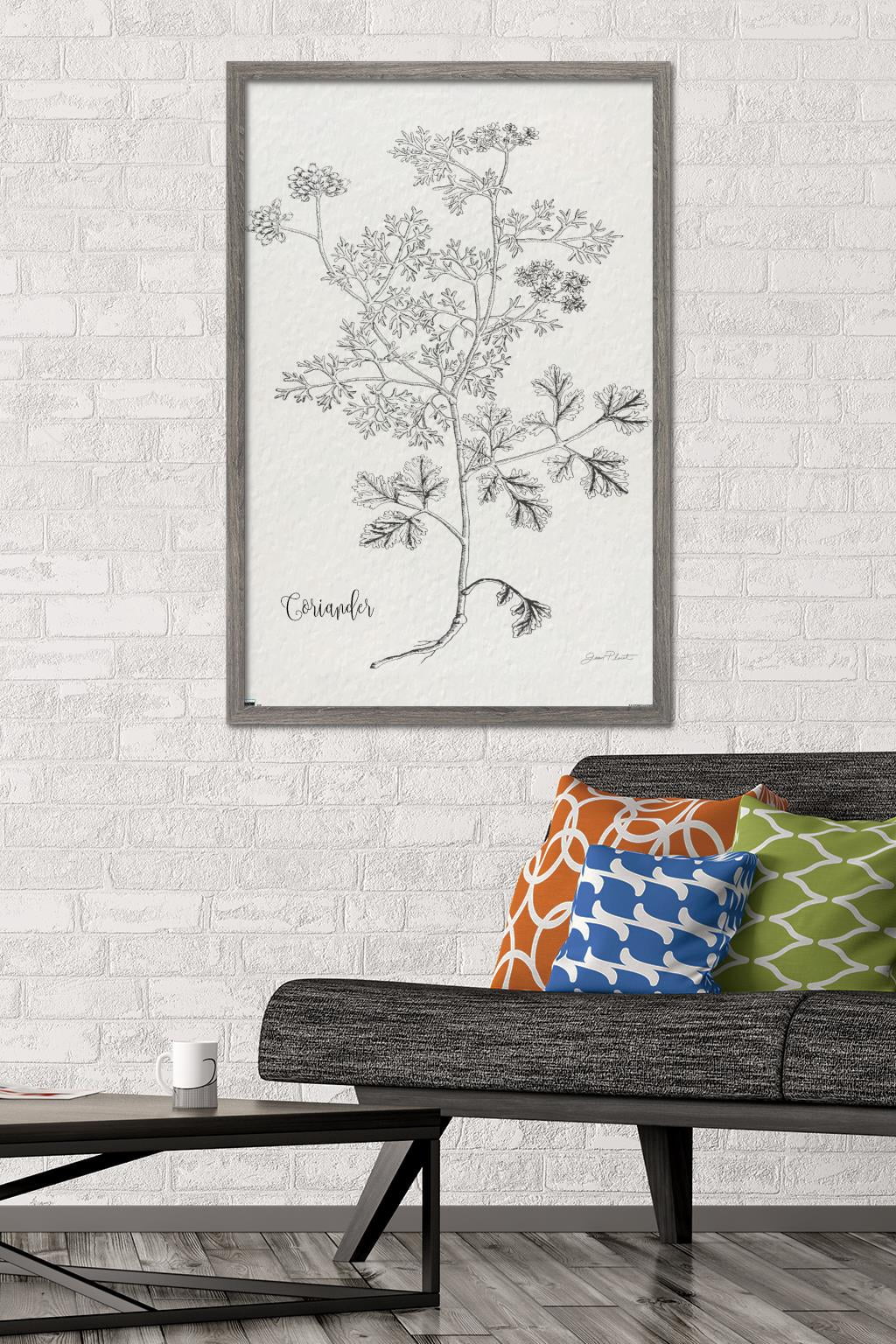 Jean Plout - Botanical Studies on Paper Coriander Wall Poster, 22.375" x 34" Framed