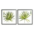thumbnail image 2 of Jennifer Paxton Parker Spiky Aloe Palm Plant Paint Hue Guide 12" x 12" Framed Painting Art Prints, by Stupell Home Décor Set of 2, 2 of 5