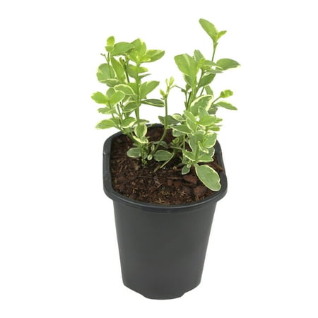 Expert Gardener 1PT Variegated Vinca Vine Live Plant