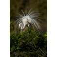 thumbnail image 2 of Jones, Adam 23x32 Gold Ornate Wood Framed with Double Matting Museum Art Print Titled - Great egret in courtship display in full breeding plumage-Venice rookery-Venice-Florida, 2 of 4