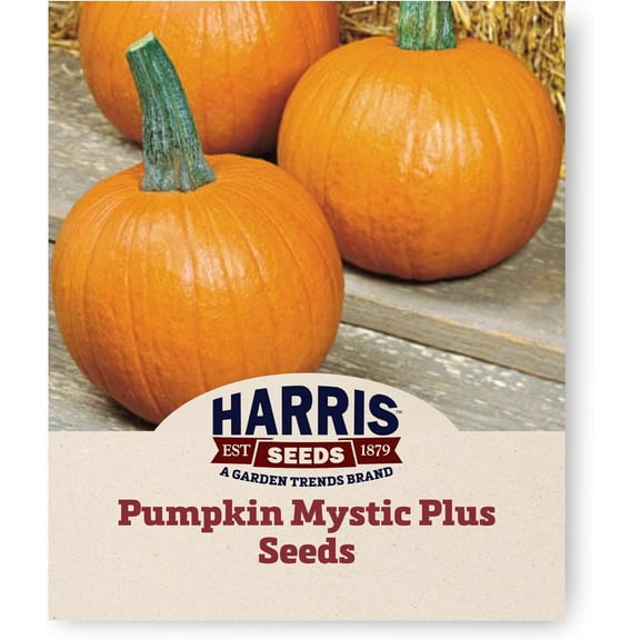 Pumpkin Seeds - Mystic Plus Variety Pumpkin Seeds - Non-GMO - 25 Seeds