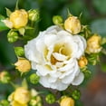 thumbnail image 3 of Drift Popcorn Rose Live Shrub (2 Gallon), 3 of 11