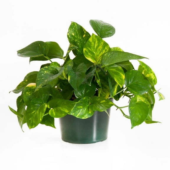 United Nursery Live Golden Pothos Plant 8-12 inches Tall in 6 inch Grower Pot, Low Indirect Light